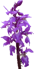 orchidee12