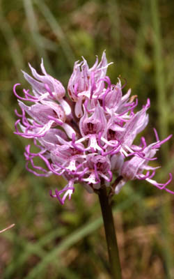 orchidée32
