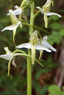 orchis-2-feuilles-03