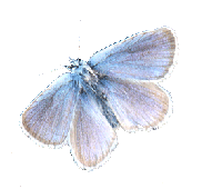 papillon6