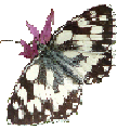 papillon1
